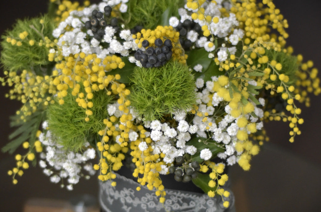 Mimosa Lumière